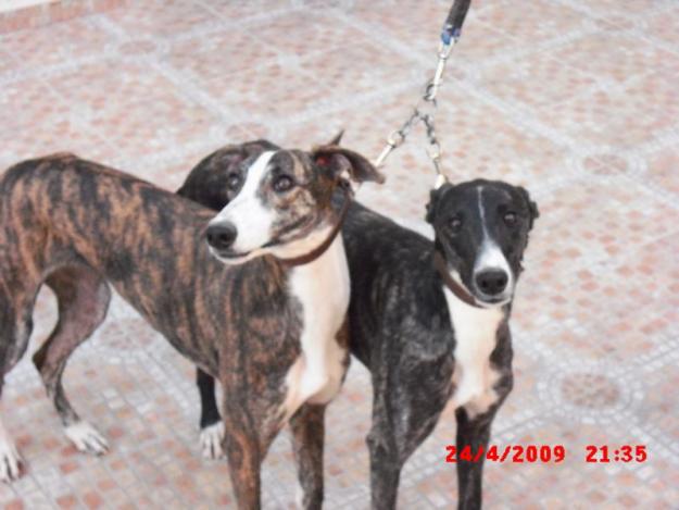 VENDO GALGOS