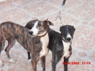 VENDO GALGOS - mejor precio | unprecio.es