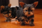 Yorshire Terrier Cachorros - mejor precio | unprecio.es