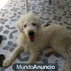 Cachorro en adopción urgente - mejor precio | unprecio.es