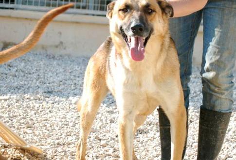 Adopta a Susan