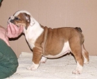Bulldog Inglés cachorro macho (13 semanas) - mejor precio | unprecio.es