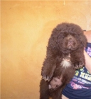 cachorritos de terranova - mejor precio | unprecio.es