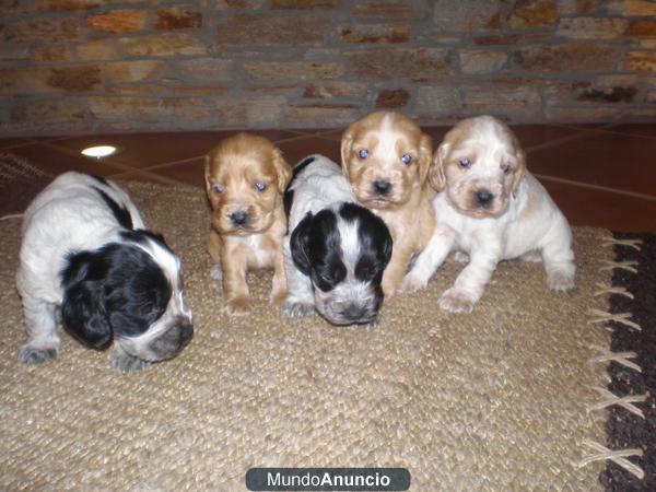 cachorros cocker