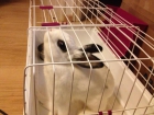 Conejo hembra blanco con jaula - mejor precio | unprecio.es