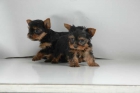 Frantásticos cachorros de Yorkshire - mejor precio | unprecio.es
