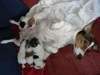 jack russell terrier - mejor precio | unprecio.es