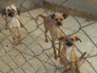 Perros minis en adopcion urgente - mejor precio | unprecio.es