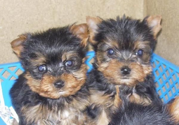 vendemos yorkshire terrier enano con dos meses de edad por 300E