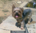 Yorkshire terrier - mejor precio | unprecio.es