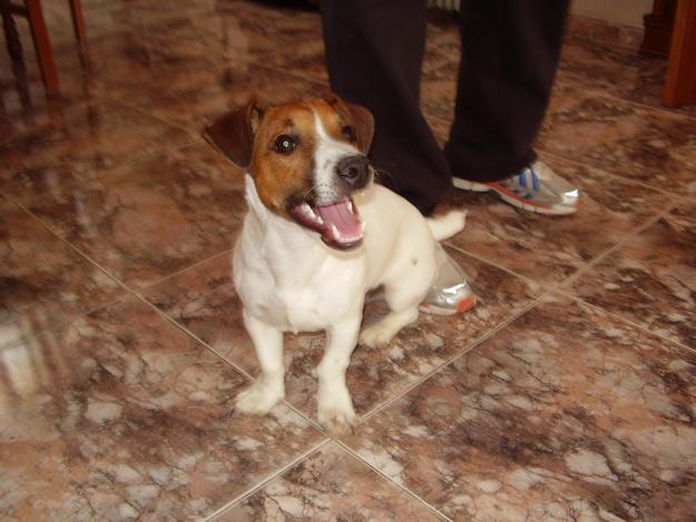 busco cruce de jack russell macho en alicante