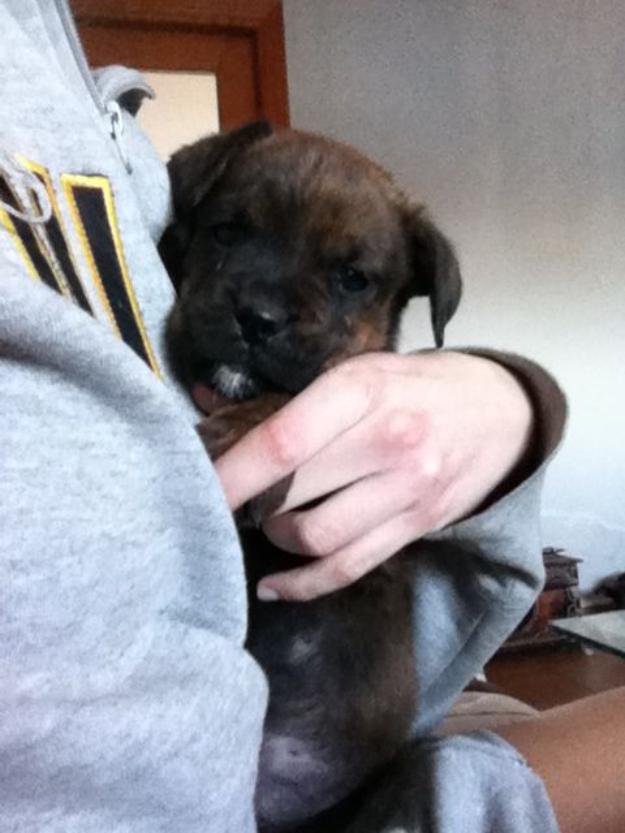 cachorro boxer con rottweiler