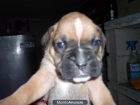 cachorros boxer - mejor precio | unprecio.es