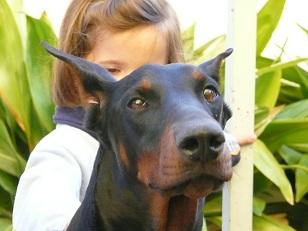 Cachorros de Doberman