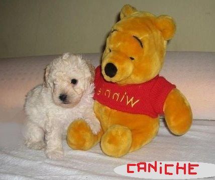 CANICHE TOY A 400 EUROS