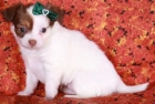 Chihuahua en venta hembrita $100 - mejor precio | unprecio.es