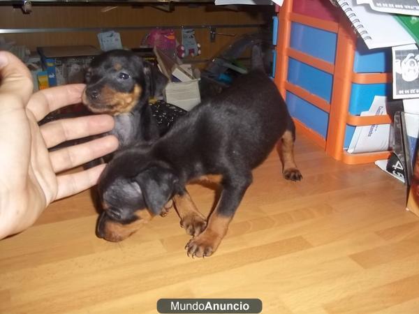 Dulces cachorritos, todas las razas (westy, bichon maltes, chihuahua, mini pinscher...)