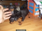 Dulces cachorritos, todas las razas (westy, bichon maltes, chihuahua, mini pinscher...) - mejor precio | unprecio.es