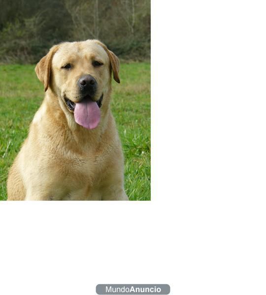 EXCELENTE CAMADA LABRADOR RETRIEVER