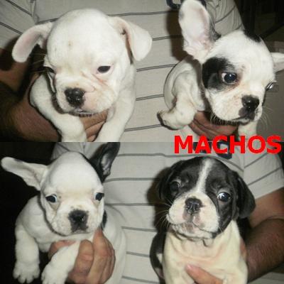 Preciosos cachorros de bulldog frances!!!!
