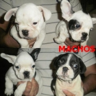 Preciosos cachorros de bulldog frances!!!! - mejor precio | unprecio.es
