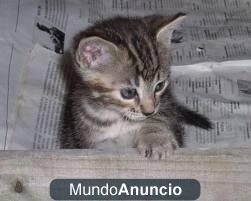 regalo gato