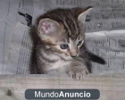 regalo gato - mejor precio | unprecio.es