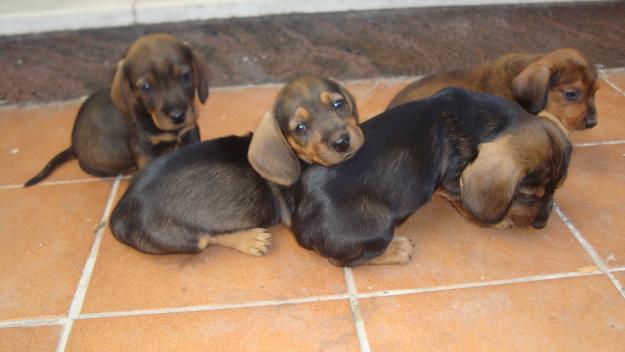 Teckel!!!!. Cachorritos monísmos de Teckel