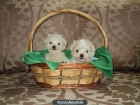 Excelentes cachorros Bichón Maltes - mejor precio | unprecio.es