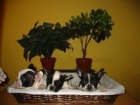 BULLDOG FRANCES DE 2 MESES. - mejor precio | unprecio.es