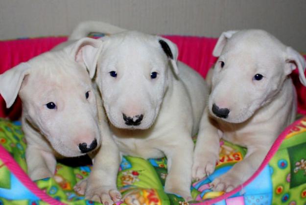 DOS CACHORROS BULL TERRIER
