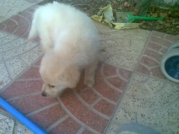 golden macho con dos meses se vende a buen precio