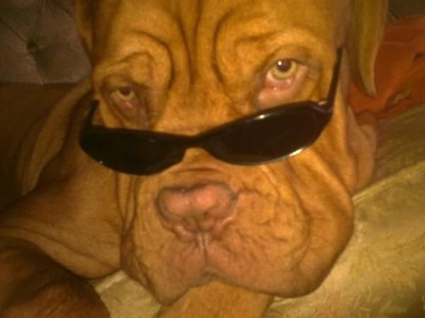 Joven Dogo de Burdeos de 10 meses con pedigree