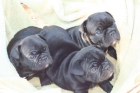 Preciosos cachorros de bulldog frances a 120e - mejor precio | unprecio.es