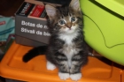 VENDO EXCELENTE CAMADA MAINE COON - mejor precio | unprecio.es