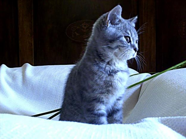 British shorthair