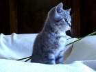 British shorthair - mejor precio | unprecio.es