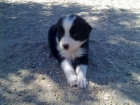 Cachorro Hembra de Border Collie - mejor precio | unprecio.es