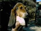 cachorros BASSET HOUND con PEDIGREE - mejor precio | unprecio.es