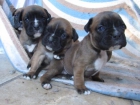 cachorros boxer - mejor precio | unprecio.es