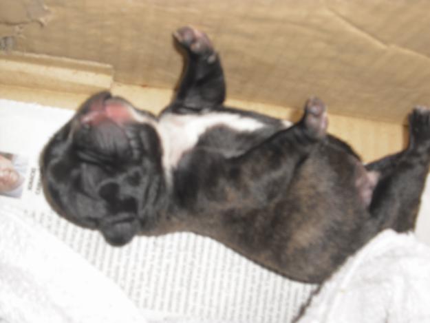 Camada de Bulldogs Frances