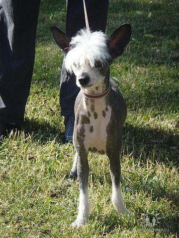 chino crestado perro sin pelo pedigree