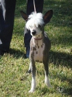 chino crestado perro sin pelo pedigree - mejor precio | unprecio.es