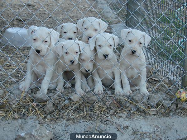 EXCELENTE CAMADA DE DOGOS ARGENTINOS