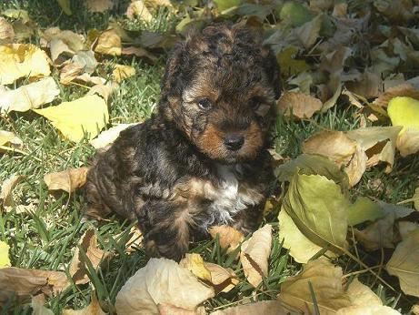 MIMO, cachorro cruce Perro de Aguas