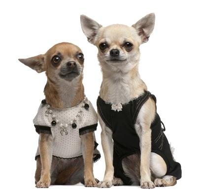 Moda Canina, Ropa Para Perros