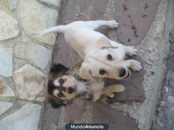 preciosos cachorretes en valencia