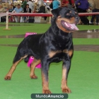 proximas camadas de rottweiler, grandes pedigrees - mejor precio | unprecio.es