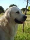 Se Ofrece Golden Retriever para Montas - mejor precio | unprecio.es