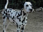 Se vende dalmata! - mejor precio | unprecio.es